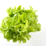 Lechuga