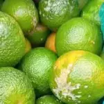 LIMON MANDARINO 10 UDS