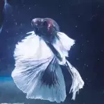 Pez betta Dumbo