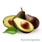 Aguacate Hass