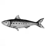 Tilapia