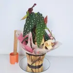 A481 Begonia Maculata "Marcante"