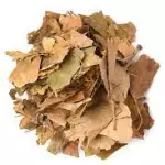 Ginkgo Biloba Folha