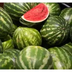 Sandia