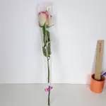 Botão de rosa ROSA