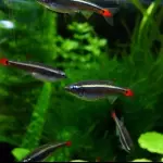 Tetra neón chino (Albonubes)