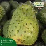 Graviola (un)