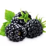 Moras (1 libra)