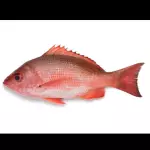 PARGO ROJO