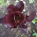 Lechuga Romana verde x Und.