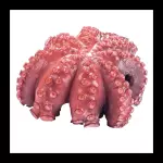 pulpo - octopus -  polvo