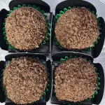 Brigadeiro Vegano