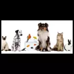Para tu mascota