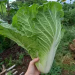 ACELGA ORGÂNICA