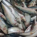 Sardina entera