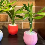 Mini Bambu
