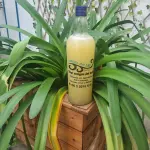 Litro de Pisco Sour