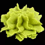 Wasabi ou Raiz Forte - 10g