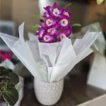 Orquidea denphal