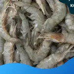 Camarão inteiro M 1kg
