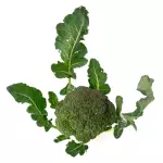 Brócoli  Orgánico x unidad