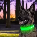 Collar Grande con luz LED