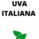 Uva Italiana