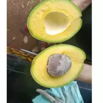 Aguacate choquette 14.000