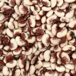 FAVA RAJADA VERMELHA