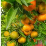 MANDARINA 15 UDS