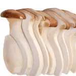 KING OYSTER MUSHROOM 杏鲍菇