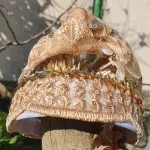 Colección hilos dorados