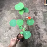 Capuchinha