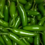 Serrano