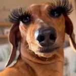 LA MAS PERRA