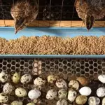 Ração Poedeira Codorna Postura 1kg