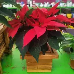 NOCHEBUENA CON MACETA MEDIANA