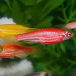 Pez cebras (glow)