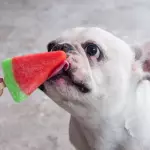 Picolé