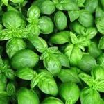 ALBAHACA ROLLO