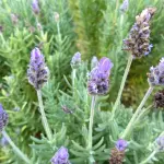 Lavanda