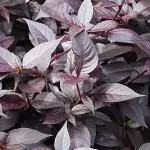 TERRAMICINA ORGÂNICA
