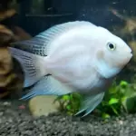 Ciclido polar albino