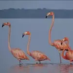 SFF Los Flamencos 1 día