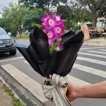 Orquídea denphal