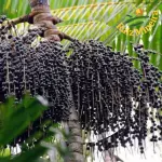 POLPA DE AÇAÍ