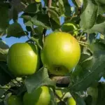 MANZANA VERDE GRANDE