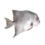 PARU KG
