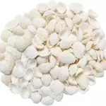 Cuentas de conchas de mar