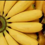 Platano
